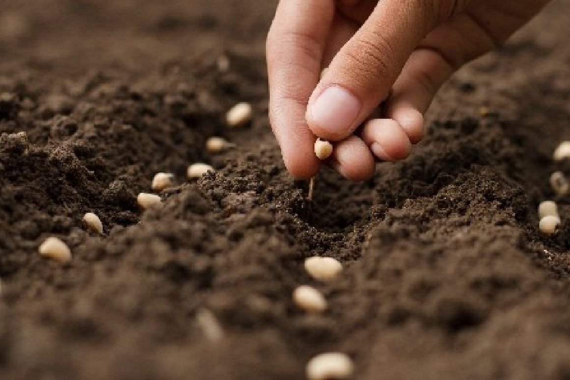 Hand legt Samen in die Erde